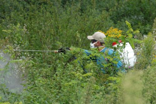 erdeszeti-szolgaltatasok-permezetes-mint-erdogazdalkodas